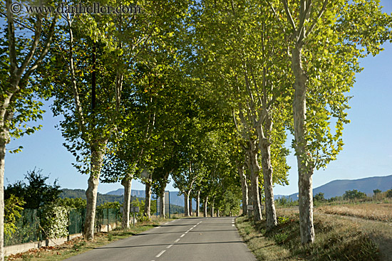 tree-lined-road.jpg