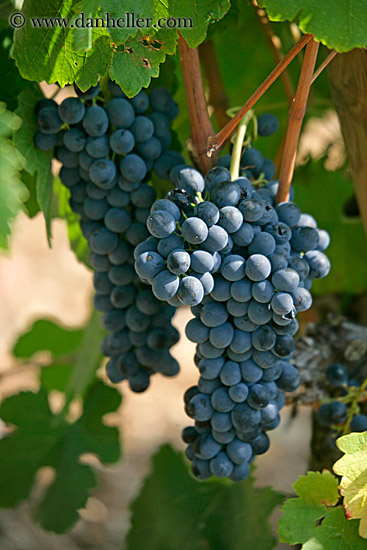 grapes-3.jpg