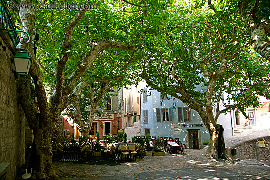 tree-canopy-courtyard.jpg