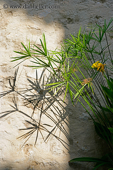 plants-n-shadows.jpg