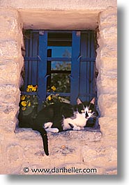 images/Europe/France/Provence/Tarascon/Animals/cat.jpg
