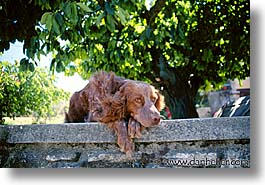 images/Europe/France/Provence/Tarascon/Animals/dog.jpg