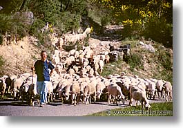 images/Europe/France/Provence/Tarascon/Animals/sheep.jpg