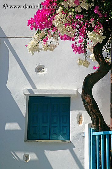 curvey-tree-bougainvillea-n-window-1.jpg