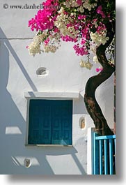 images/Europe/Greece/Amorgos/Flowers/curvey-tree-bougainvillea-n-window-1.jpg