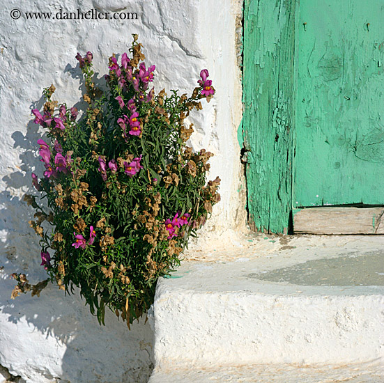 dried-flowers-n-door-step-2.jpg