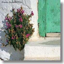 images/Europe/Greece/Amorgos/Flowers/dried-flowers-n-door-step-2.jpg