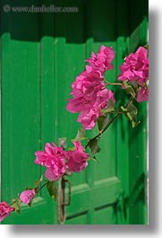 amorgos, bougainvilleas, doors, europe, flowers, greece, green, nature, pink, vertical, photograph