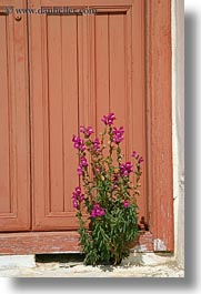 images/Europe/Greece/Amorgos/Flowers/pink-flower-n-orange-door.jpg