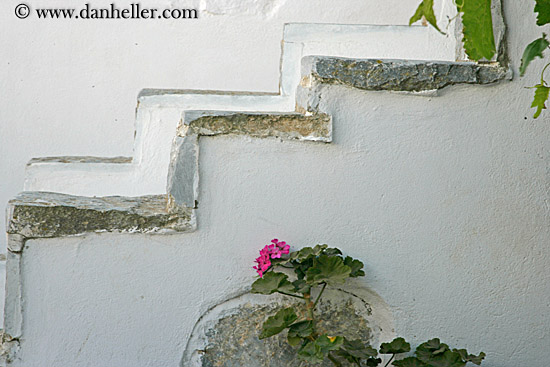 pink-geranium-n-stairs.jpg