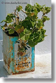 images/Europe/Greece/Amorgos/Flowers/plant-in-kalamata-olives-can.jpg
