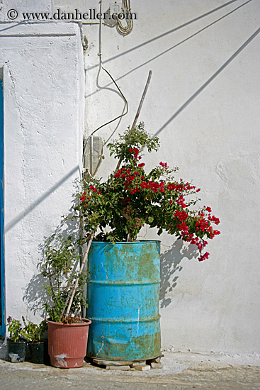 red-bougainvillea-n-steel-drum-2.jpg