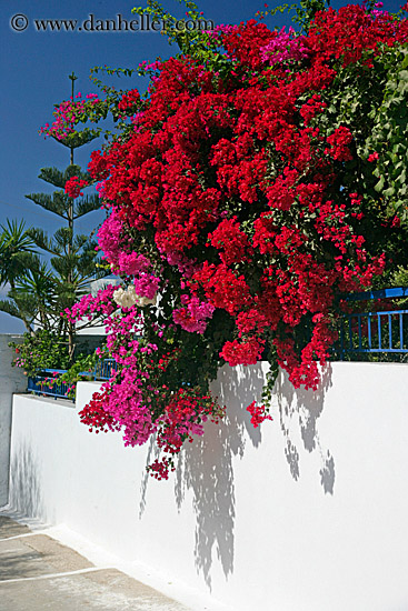 red-n-pink-bougainvillea-1.jpg