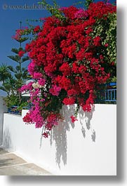 images/Europe/Greece/Amorgos/Flowers/red-n-pink-bougainvillea-1.jpg