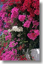 images/Europe/Greece/Amorgos/Flowers/red-n-pink-bougainvillea-2.jpg