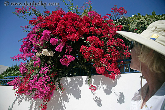 woman-n-red-n-pink-bougainvillea.jpg