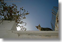 images/Europe/Greece/Amorgos/Misc/cat-looking-down-1.jpg
