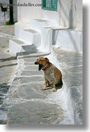 images/Europe/Greece/Amorgos/Misc/dog-yawn.jpg