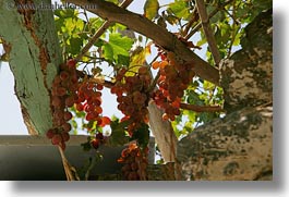 images/Europe/Greece/Amorgos/Misc/hanging-grapes.jpg