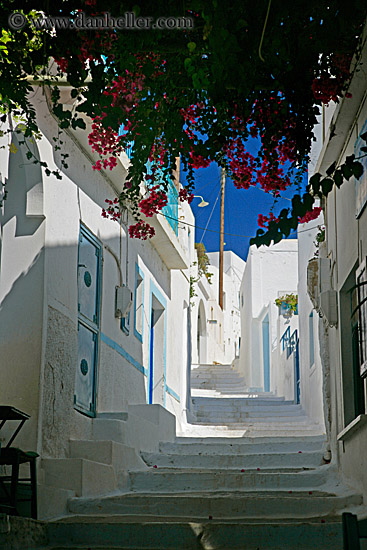 steps-n-bougainvillea.jpg