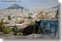 images/Europe/Greece/Athens/Animals/black-cat-n-athens-cityscape.jpg