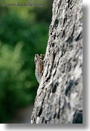 images/Europe/Greece/Athens/Animals/cricket-on-tree.jpg