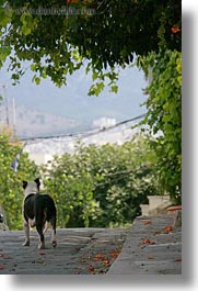 images/Europe/Greece/Athens/Animals/pitbull-looking-away.jpg