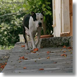 images/Europe/Greece/Athens/Animals/pitbull-walking-sq.jpg