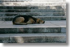 images/Europe/Greece/Athens/Animals/sleeping-dog.jpg