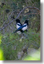 images/Europe/Greece/Athens/Animals/two-blue-wing-birds-1.jpg