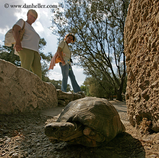 women-walking-by-turtle-sq.jpg