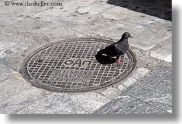 images/Europe/Greece/Athens/Streets/manhole-cover-n-pigeon.jpg