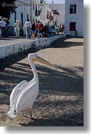 images/Europe/Greece/Mykonos/Misc/pelican-on-beach.jpg