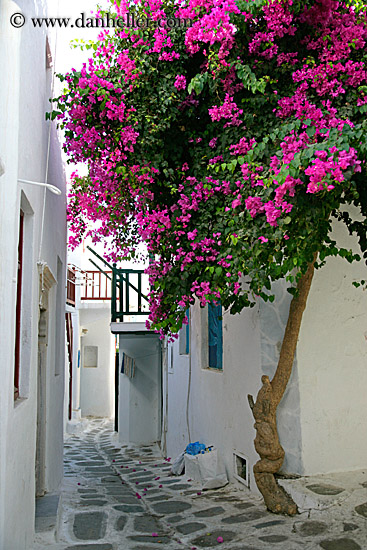 pink-bougainvillea-1.jpg