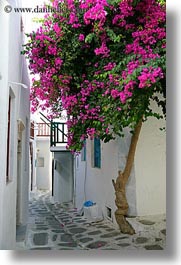 images/Europe/Greece/Mykonos/Misc/pink-bougainvillea-1.jpg