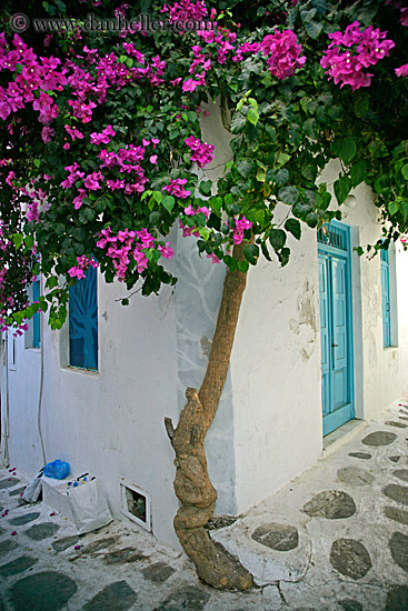 pink-bougainvillea-2.jpg