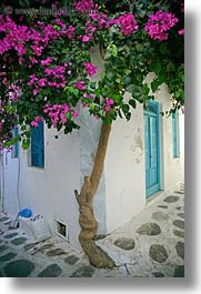 images/Europe/Greece/Mykonos/Misc/pink-bougainvillea-2.jpg