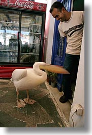 images/Europe/Greece/Mykonos/People/pelican-biting-mans-leg.jpg