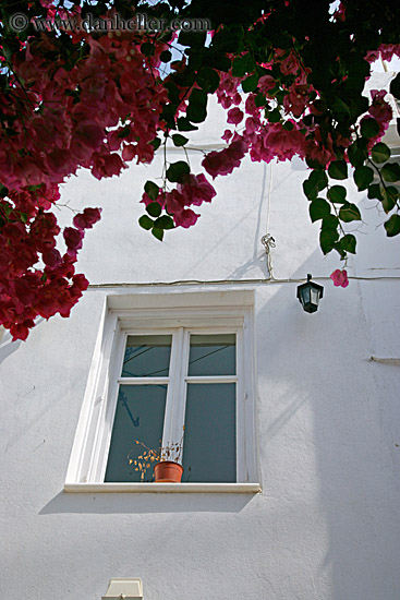 red-bougainvillea-n-window-1.jpg