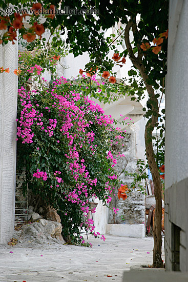 pink-bougainvillea.jpg