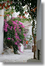 bougainvilleas, europe, flowers, greece, nature, naxos, pink, vertical, photograph