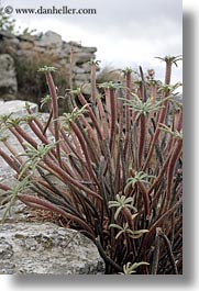 images/Europe/Greece/Naxos/Flowers/plant-in-rocks.jpg