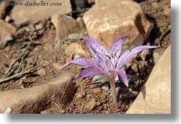 images/Europe/Greece/Naxos/Flowers/purple-plant-in-rocks.jpg