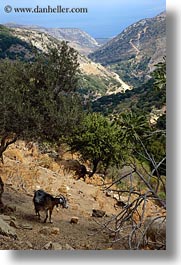 images/Europe/Greece/Naxos/Scenics/goat-n-tree-n-scenic.jpg