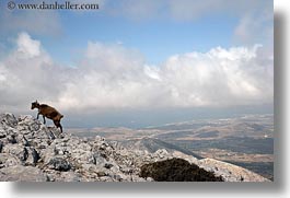 images/Europe/Greece/Naxos/Scenics/goats-climbing-mtn-1.jpg