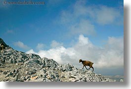 images/Europe/Greece/Naxos/Scenics/goats-climbing-mtn-2.jpg