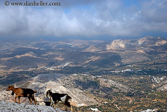 goats-climbing-mtn-3.jpg