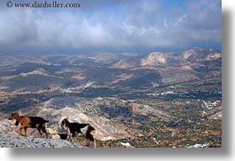 images/Europe/Greece/Naxos/Scenics/goats-climbing-mtn-3.jpg