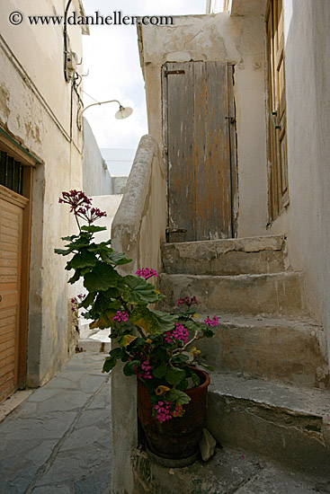 pink-geraniums-on-stairs.jpg