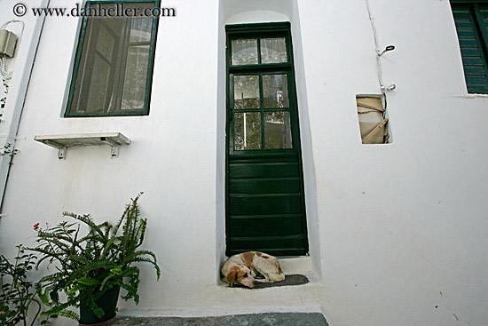 green-door-n-dog-on-step.jpg